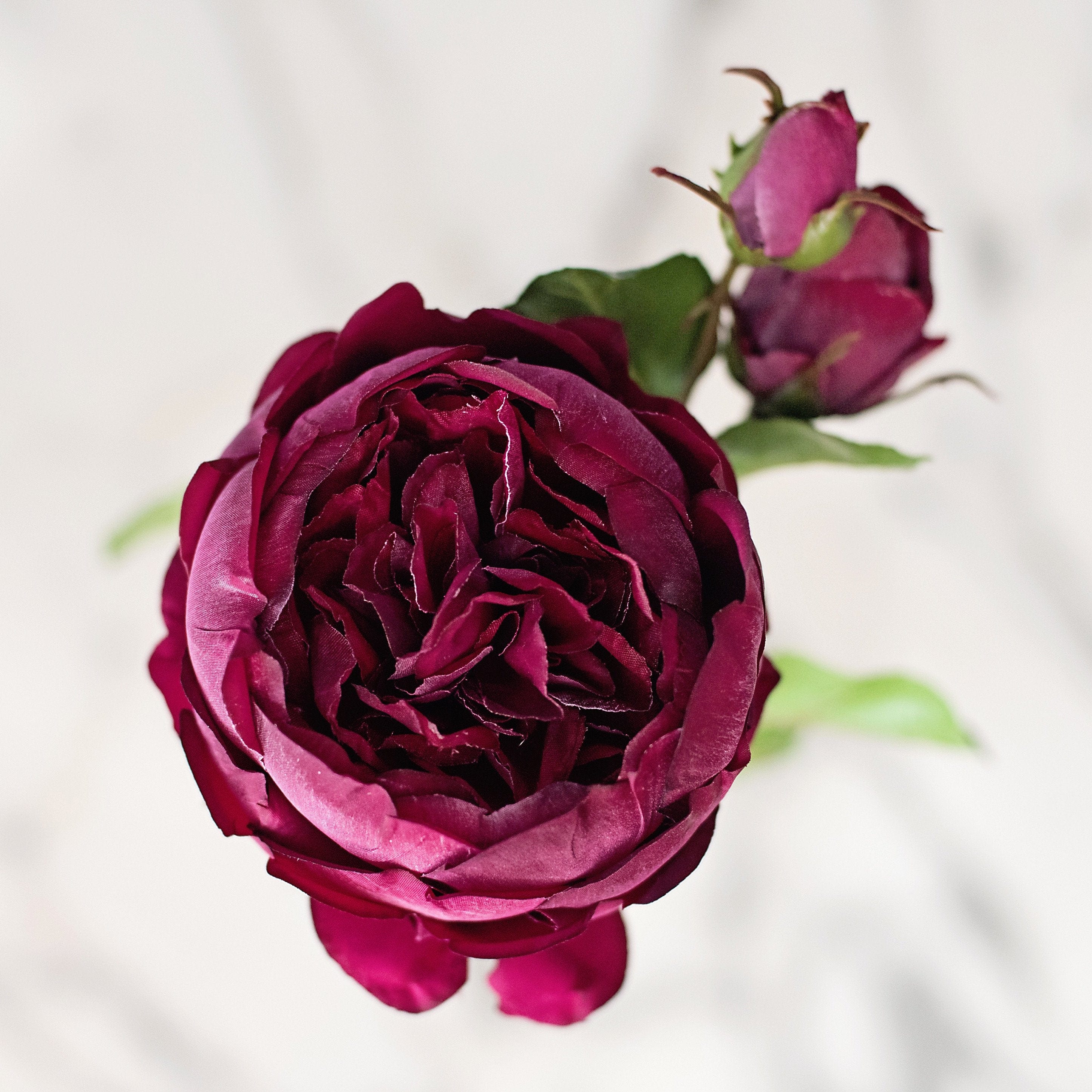 Artificial Roses, luxury artificial flowers, fake roses burgundy English rose with buds realistic faux flowers buy online from Amaranthine Blooms