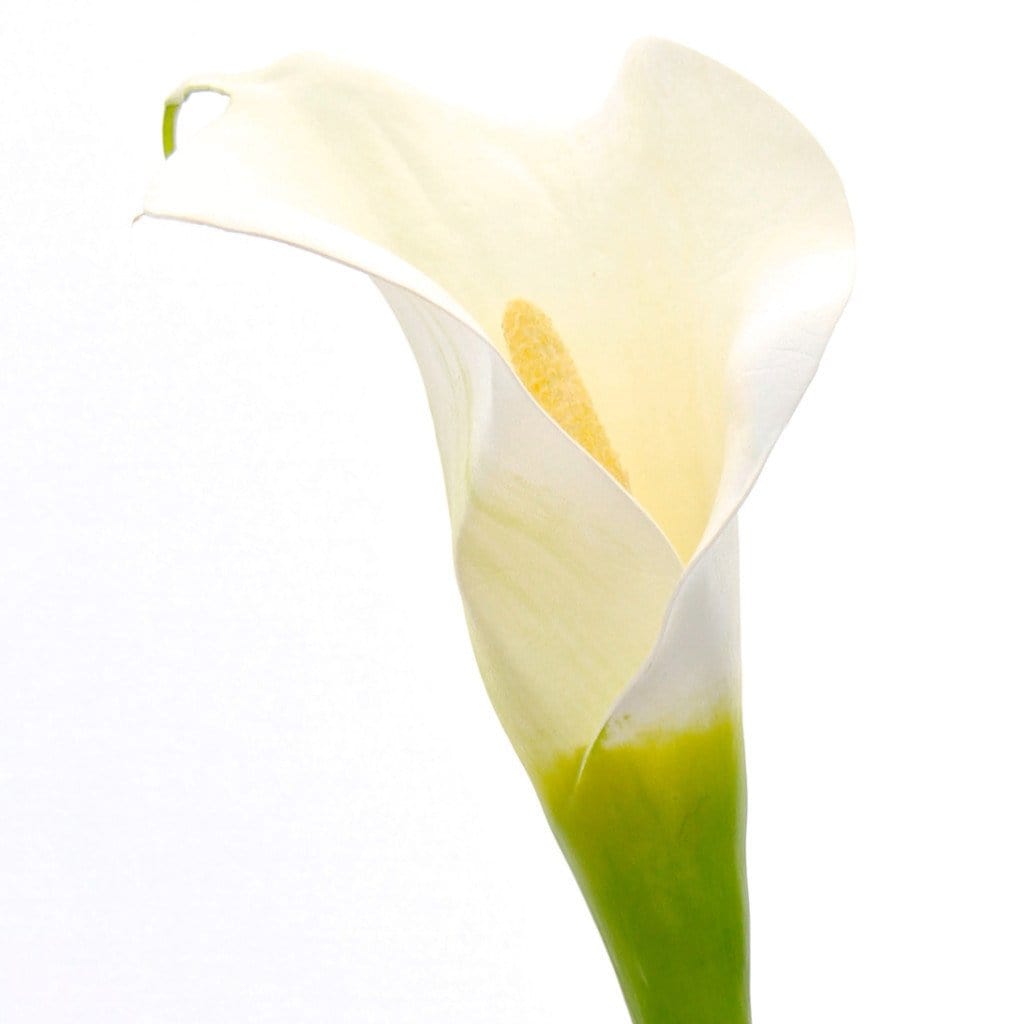 luxury artificial fake silk flowers white calla lily lifelike realistic faux flowers buy online from Amaranthine Blooms Hong Kong UK