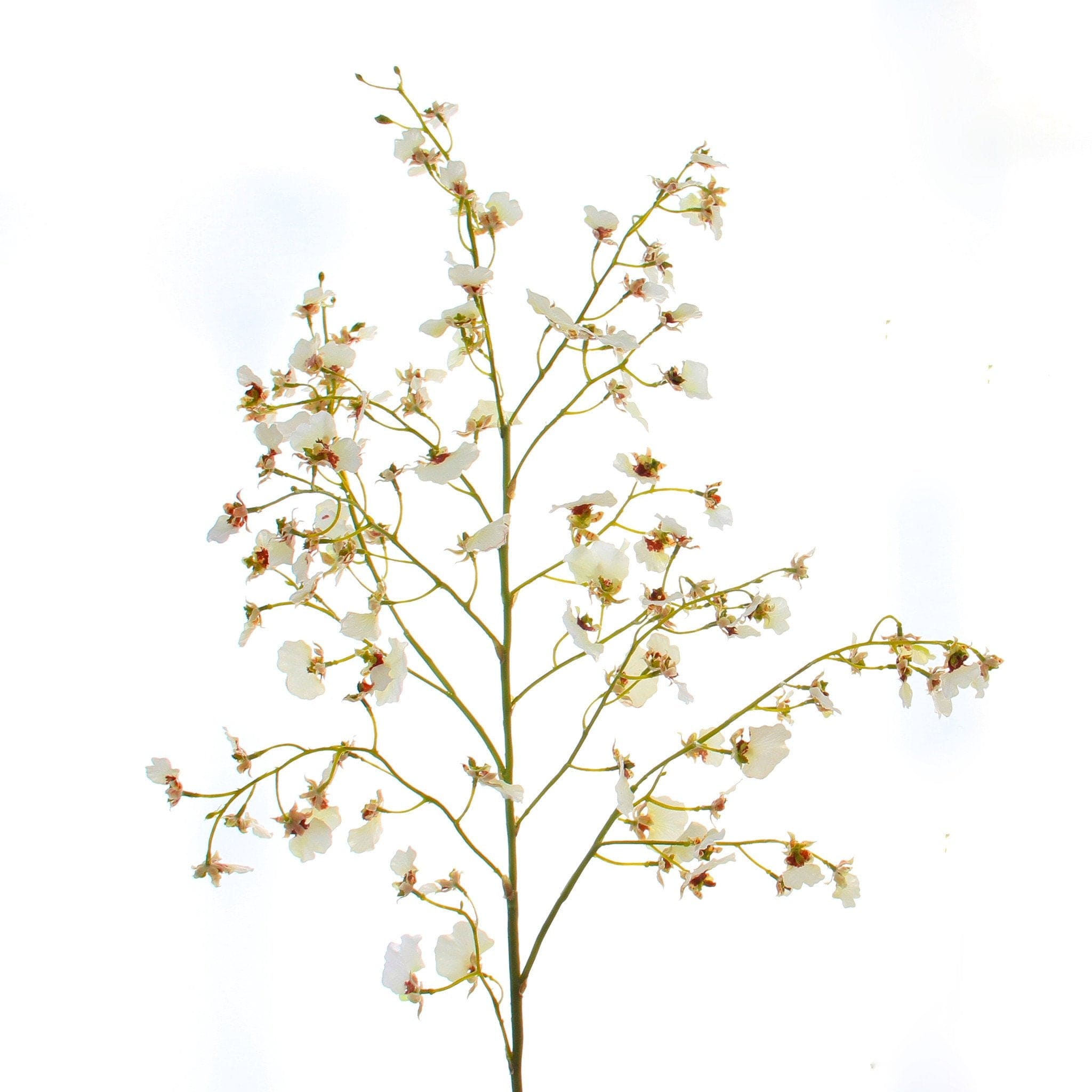 luxury artificial fake silk flowers white oncidium stem lifelike realistic faux flowers buy online from Amaranthine Blooms UK