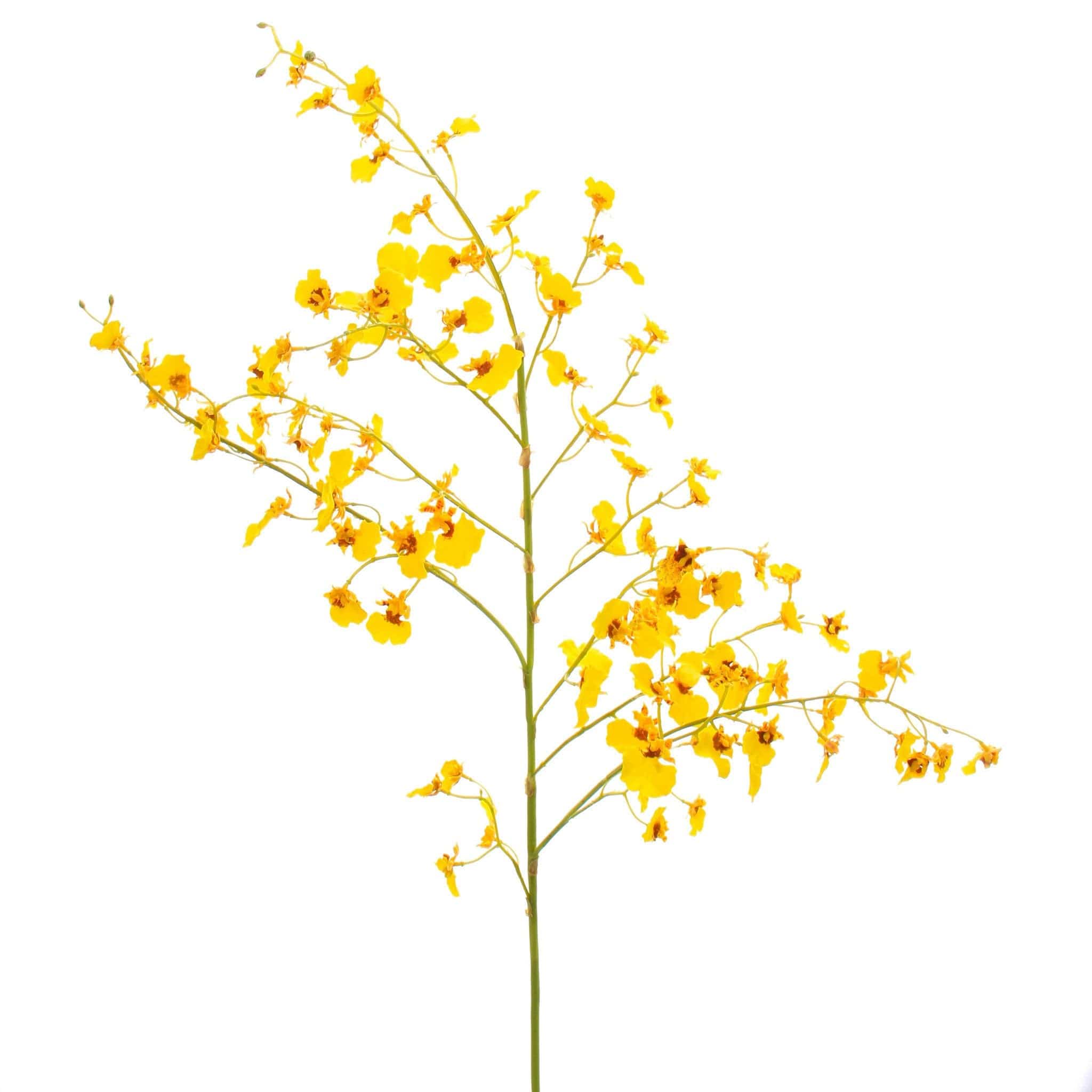 luxury artificial fake silk flowers yellow oncidium stem lifelike realistic faux flowers buy online from Amaranthine Blooms Hong Kong UK