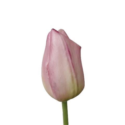 Artificial Pink Tulip Sample